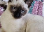 Tristen - Siamese Kitten For Sale - Overland Park, KS, US