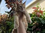 Orange - Maine Coon Kitten For Sale - Hollywood, FL, US