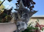 Casper - Maine Coon Kitten For Sale - Hollywood, FL, US