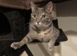 Estrella - Domestic Cat For Adoption - Staten Island, NY, US