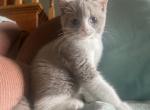 Blue Eye Sushi - British Shorthair Kitten For Sale - Hershey, PA, US