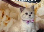 British Shorthair Kittens - British Shorthair Kitten For Sale - Philadelphia, PA, US