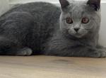 British Shorthair - British Shorthair Kitten For Sale - Springfield, MO, US