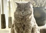 Willow - Scottish Straight Cat For Sale/Service - Springfield, MO, US