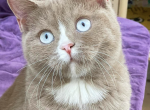 Male Breeder Rare Blue Eye Fawn Coat - British Shorthair Cat For Sale - Providence, RI, US