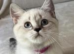 Ultra - British Shorthair Kitten For Sale - Vancouver, WA, US