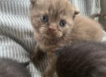 Cinnamon NOT A BROKER CAGE FREE - Scottish Fold Kitten For Sale - Providence, RI, US