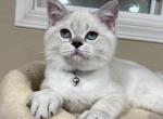 Upton - British Shorthair Kitten For Sale - Vancouver, WA, US
