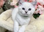 Umcka - British Shorthair Kitten For Sale - Vancouver, WA, US