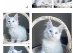 Frosty - Maine Coon Kitten For Sale - Guilderland, NY, US