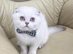 Tyson - Scottish Fold Kitten For Sale - Vancouver, WA, US