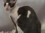 Naomy - Cornish Rex Kitten For Sale - Traverse City, MI, US
