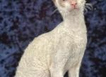 Nona - Cornish Rex Kitten For Sale - Traverse City, MI, US