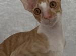 Limo - Cornish Rex Kitten For Sale - Traverse City, MI, US