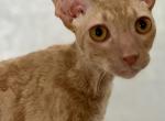 Leo VR - Cornish Rex Kitten For Sale - Traverse City, MI, US