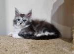 Gloria Maine Coon female - Maine Coon Kitten For Sale - Seattle, WA, US