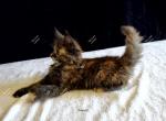 Itzel Black Tortie - Maine Coon Kitten For Sale - Longmont, CO, US