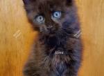 Idina - Maine Coon Kitten For Sale - Longmont, CO, US