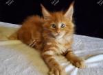 Iggy - Maine Coon Kitten For Sale - Longmont, CO, US