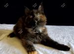 Inesha Black Tortie - Maine Coon Kitten For Sale - Longmont, CO, US