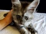 Ishtar Black Smoke Tortie - Maine Coon Kitten For Sale - Longmont, CO, US