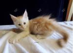 Itsumi Red Smoke - Maine Coon Kitten For Sale - Longmont, CO, US