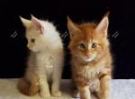 Waitlist Litter I Zia & Tayte - Maine Coon Kitten For Sale - Longmont, CO, US