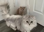 The Cat Is Looking For A Bride - Scottish Straight Cat For Sale - Miami, FL, US
