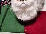 Maragaret Grace - Minuet Kitten For Sale - 