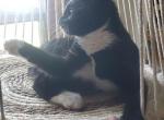 Sox - Manx Kitten For Adoption - Keysville, VA, US