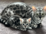 Pretty girl Silver Bengal kitten - Bengal Kitten For Sale - Reinholds, PA, US