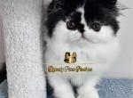 Picasso show quality - Persian Kitten For Sale - 