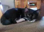 Boots - Manx Kitten For Sale - Keysville, VA, US