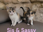Sassy - American Shorthair Kitten For Sale