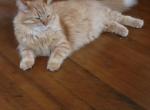 Charlie - Domestic Cat For Adoption - Stratford, CT, US