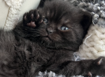 Smoke - Scottish Fold Kitten For Sale - Providence, RI, US