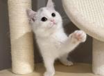 Kana - British Shorthair Kitten For Sale - Queens, NY, US
