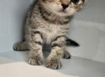 Scottish straight girl - Scottish Straight Kitten For Sale - Egg Harbor Township, NJ, US