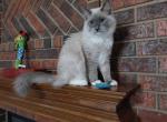 BooKitty - Ragdoll Kitten For Sale - Shawnee, OK, US