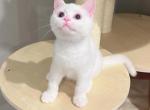 Bill - British Shorthair Kitten For Sale - Queens, NY, US