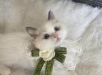 Nono - Ragdoll Kitten For Sale - CA, US