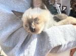 Female - Siamese Kitten For Sale - Hampden, MA, US