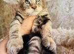 A boy Tiger - Maine Coon Kitten For Sale - FL, US