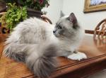 Charlie - Ragdoll Cat For Sale/Retired Breeding - Shawnee, OK, US