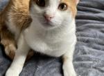 Nibbler - Domestic Cat For Adoption - Austin, TX, US