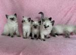 Beautiful Ragdoll Kittens - Ragdoll Kitten For Sale - Lincoln, MA, US