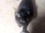 Playful Kittens - Domestic Kitten For Adoption - Edmond, OK, US