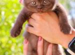 Pudgy Fudgy Pudding Pop - British Shorthair Kitten For Sale - Mesa, AZ, US