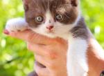 Biggie Whopper Big Mac - British Shorthair Kitten For Sale - Mesa, AZ, US