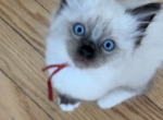 Female Mitted and Socked Seal Point Ragdoll - Ragdoll Kitten For Sale - New York, NY, US